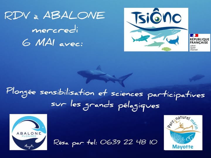 Plongez au cœur du lagon avec Abalone Plongée Mayotte et TsiÔno, une aventure unique en Outre-mer