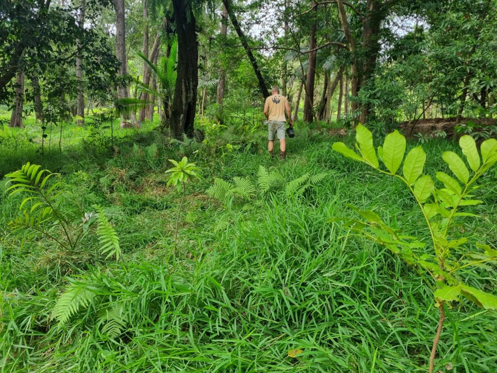 Restauration forestière en Nouvelle-Calédonie avec le WWF Antenne Nouvelle-Calédonie et Outre-mer Tourisme