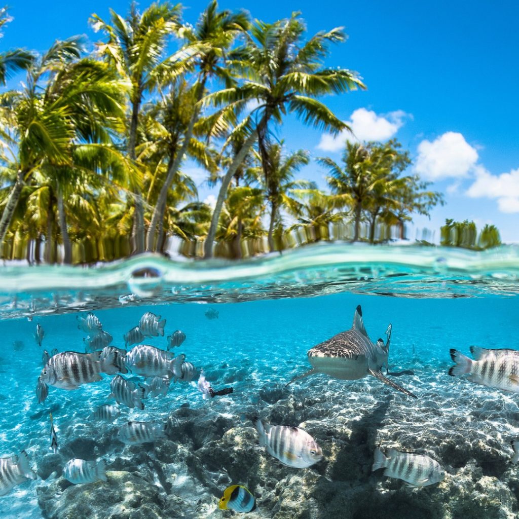 Journée de la Terre en Polynésie : engagement durable en Outre-mer avec Tahiti Tourisme et Outre-mer Tourisme