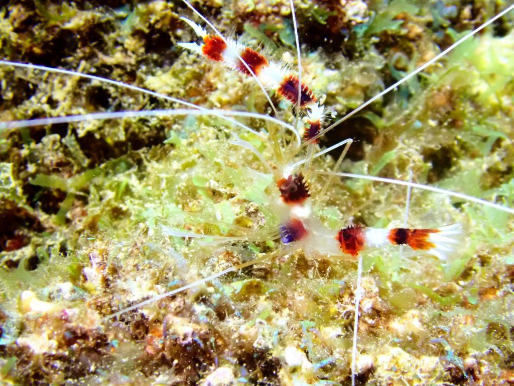 Abalone Plongee Mayotte : Une immersion nocturne rare au cœur de l&rsquo;Outre-mer à Mayotte avec Outre-mer Tourisme