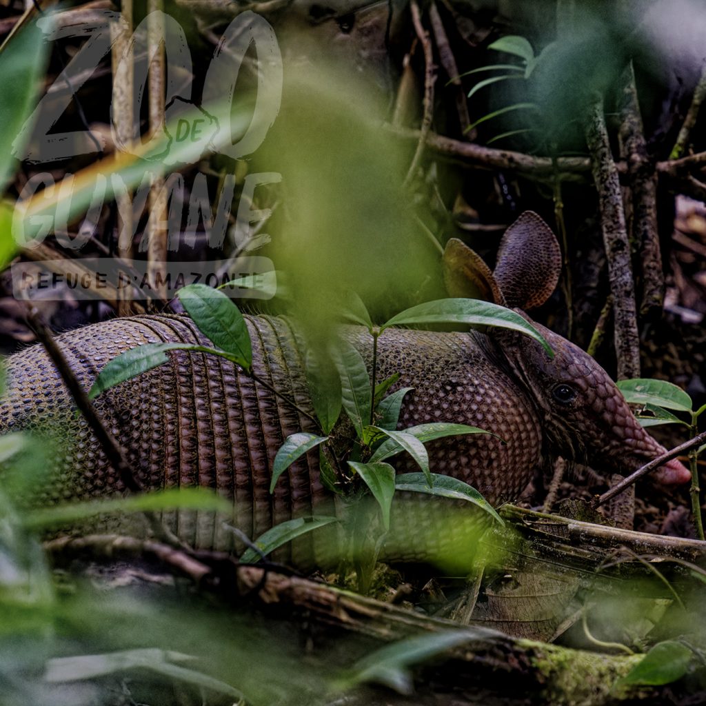 Une nouvelle espèce de tatou découverte en Guyane : le Zoo-refuge de Guyane au cœur de l&rsquo;actualité en Outre-mer