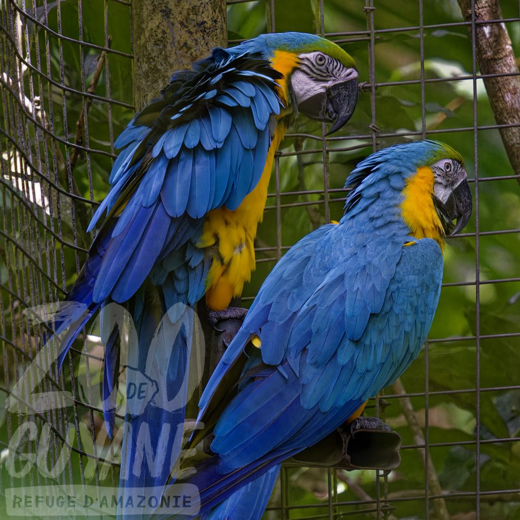 Zoo-refuge de Guyane : Admirez l&rsquo;Ara bleu, trésor sauvage de l&rsquo;Outre-mer