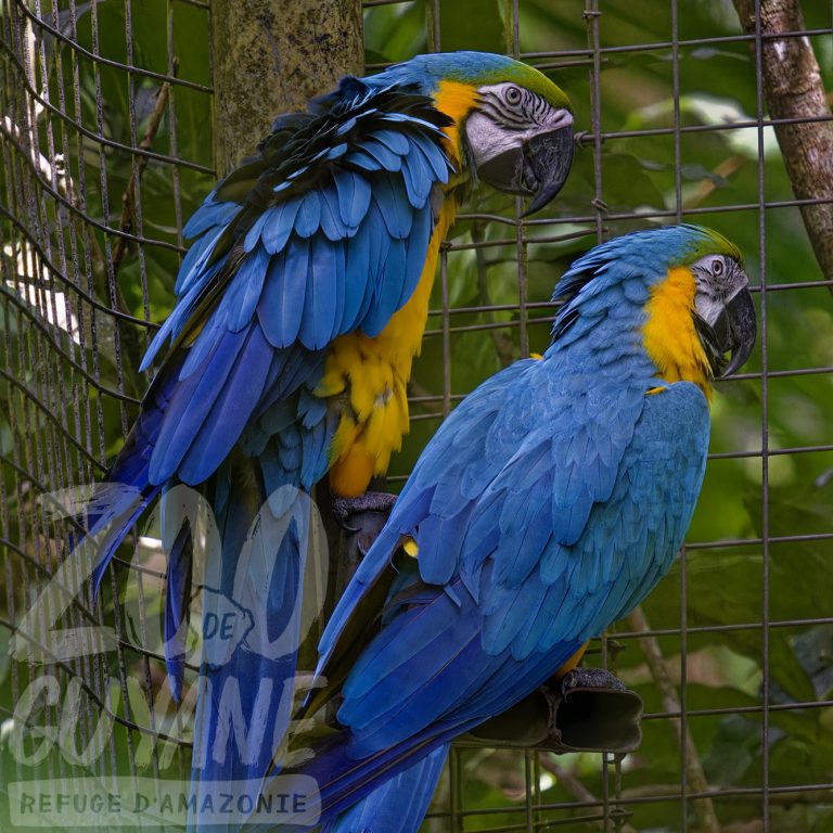 Zoo-refuge de Guyane : Admirez l&rsquo;Ara bleu, trésor sauvage de l&rsquo;Outre-mer