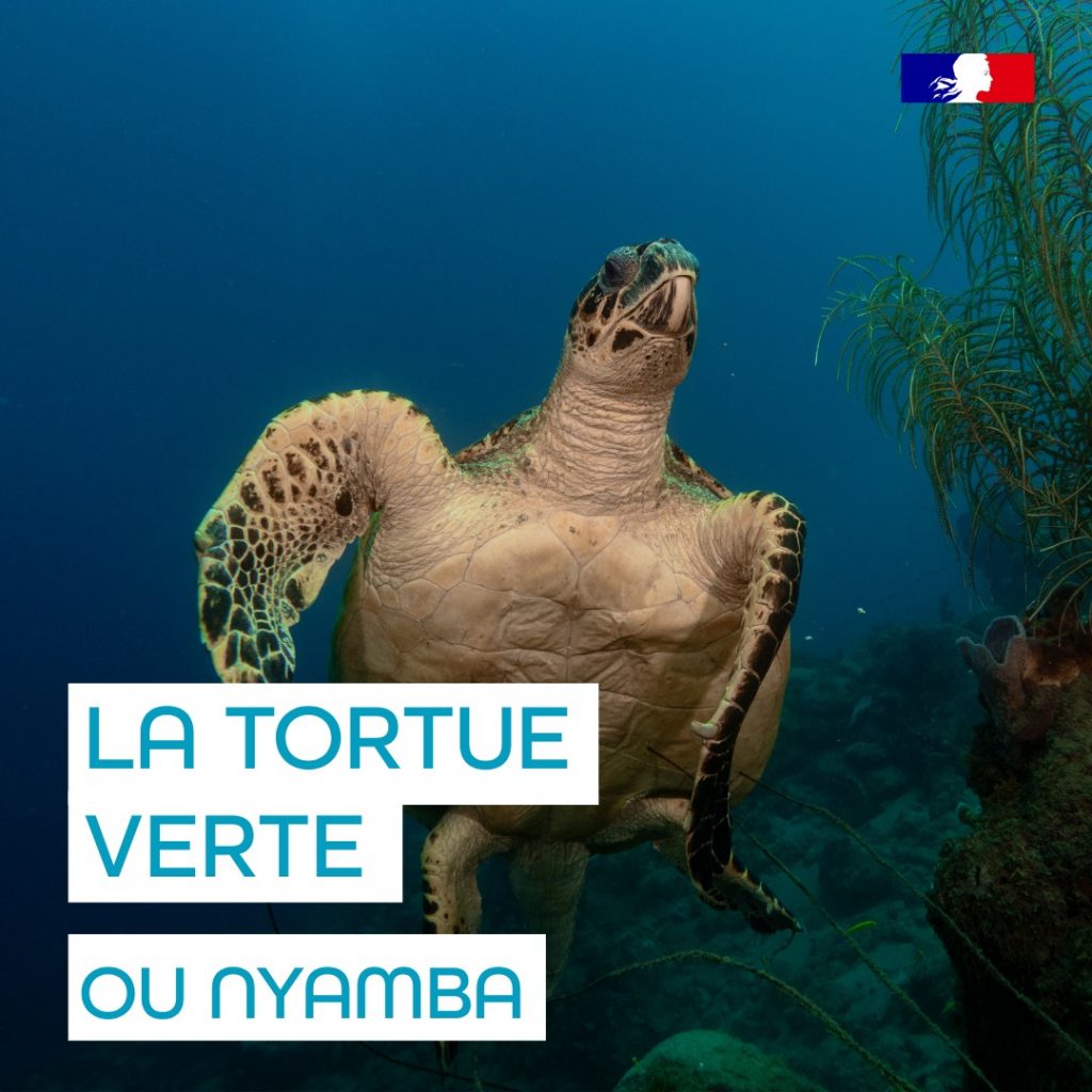 À la rencontre de la tortue verte au Parc naturel marin de Mayotte : un trésor de biodiversité en Outre-mer avec Outre-mer Tourisme
