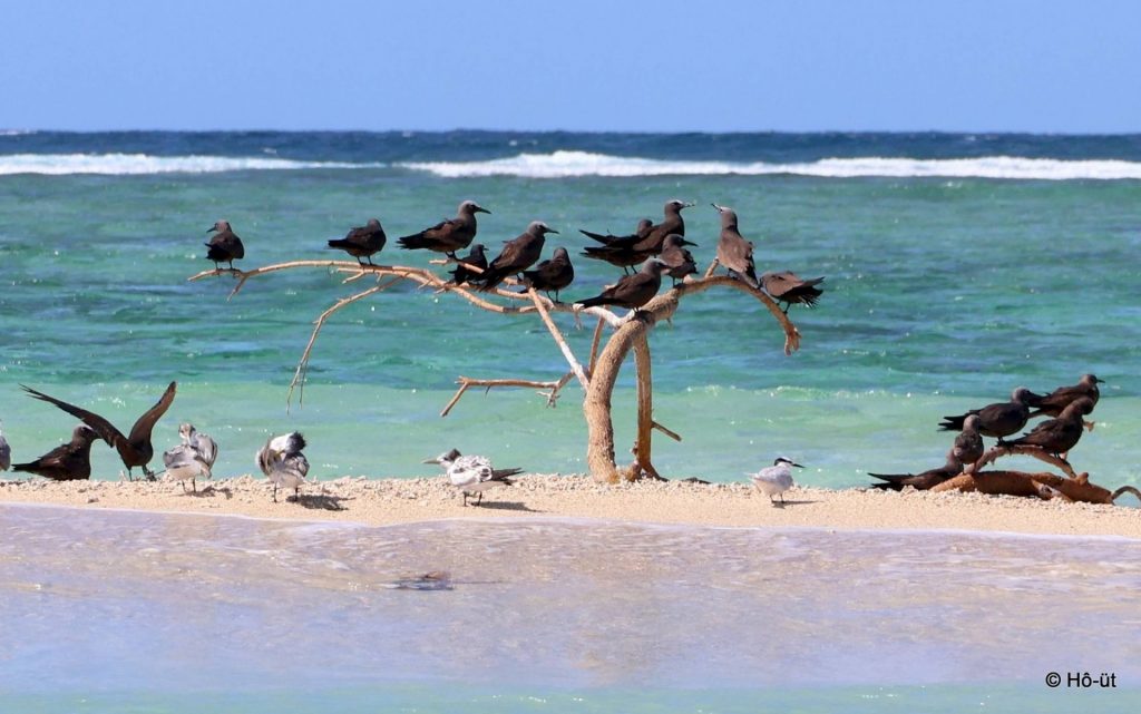 Biodiversité en Nouvelle-Calédonie : l&rsquo;Association Hô-üt veille sur les oiseaux marins
