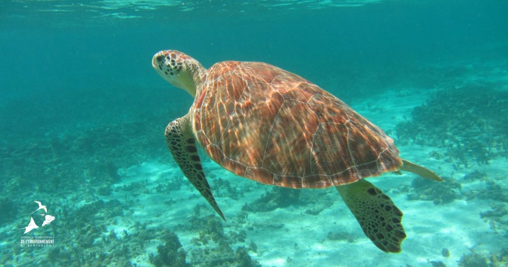 Journée mondiale de la tortue à Saint-Barthélemy : Protégeons notre faune avec Saint-Barth Tourisme et Outre-mer Tourisme