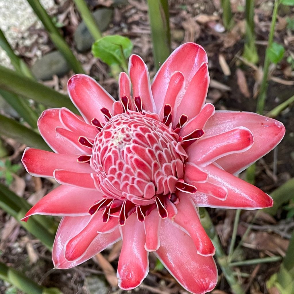 La fleur de porcelaine en Guadeloupe : Un trésor tropical à découvrir à l&rsquo;Espace Harmonie des gîtes de Deshaies en Outre-mer