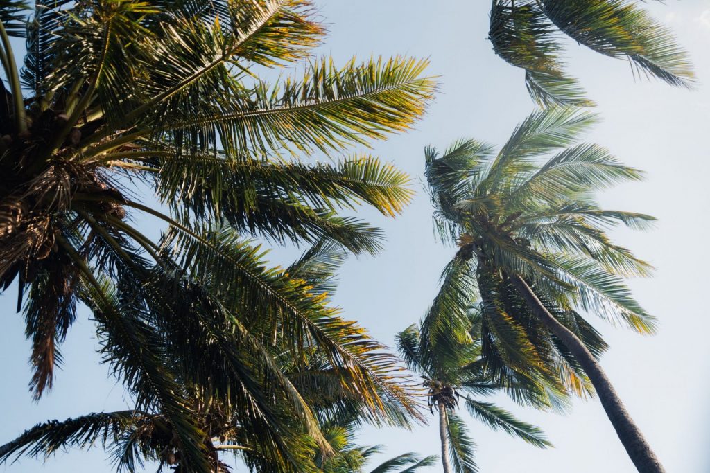 Destination Sud Réunion : Passion Palmiers et Douceur de Vivre en Outre-mer avec Outre-mer Tourisme