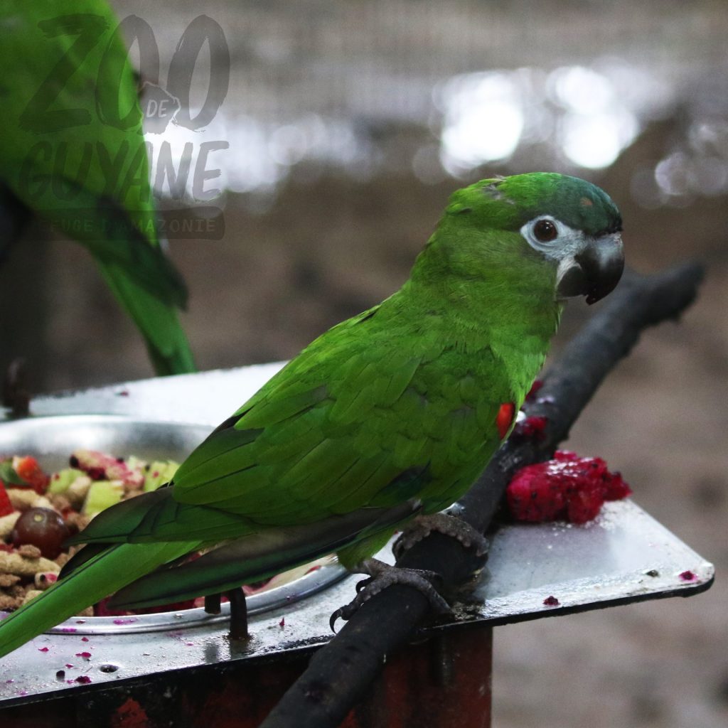 Petit déjeuner des Aras Nobles au Zoo-refuge de Guyane : un spectacle d&rsquo;Outre-mer