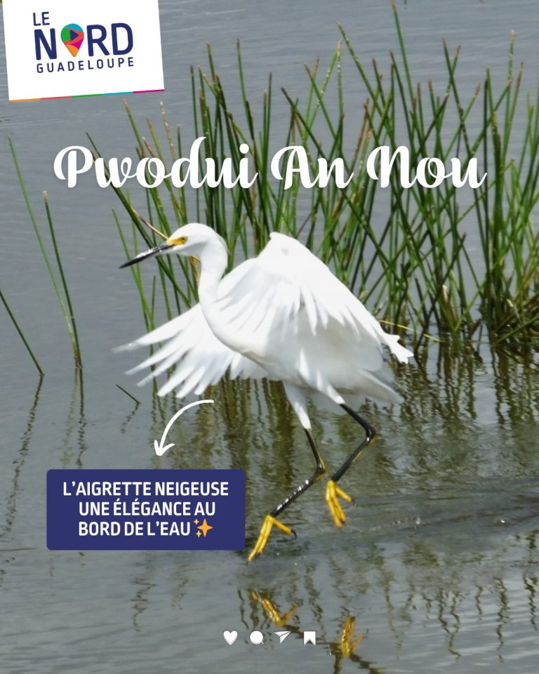 L&rsquo;aigrette neigeuse : un trésor de biodiversité à découvrir dans le Nord Guadeloupe en Outre-mer