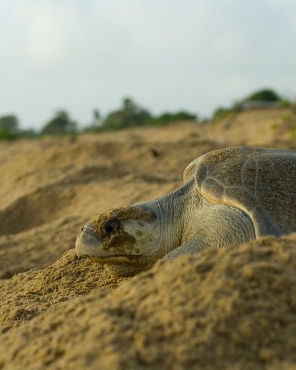 La tortue olivâtre en Guyane : un trésor de l&rsquo;Outre-mer avec l&rsquo;Association KWATA