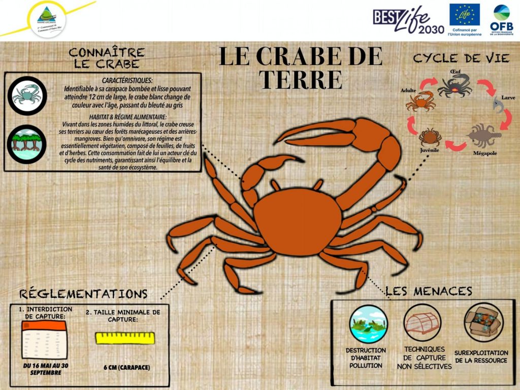 La chasse aux crabes en Outre-mer : une tradition durable avec la Communauté de Communes de Marie-Galante en Guadeloupe