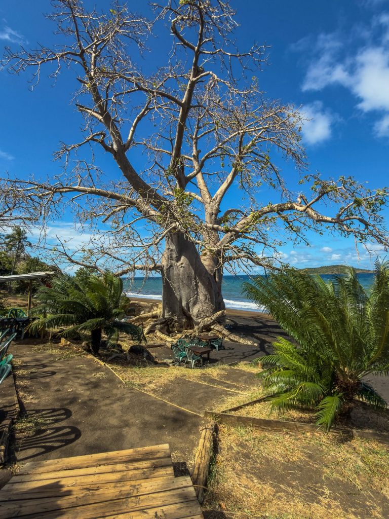 Où visiter les plus beaux paysages de l&rsquo;océan Indien ? Cap sur les baobabs de Mayotte avec Tourisme Mayotte en Outre-mer