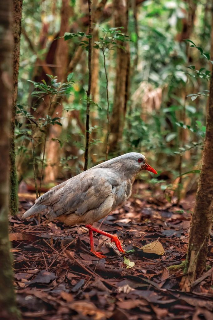 Où randonner en famille ? Célébrez la Fête des Pères au cœur du Parc Provincial de la Rivière Bleue, l&rsquo;oasis de biodiversité en Nouvelle-Calédonie et en Outre-mer