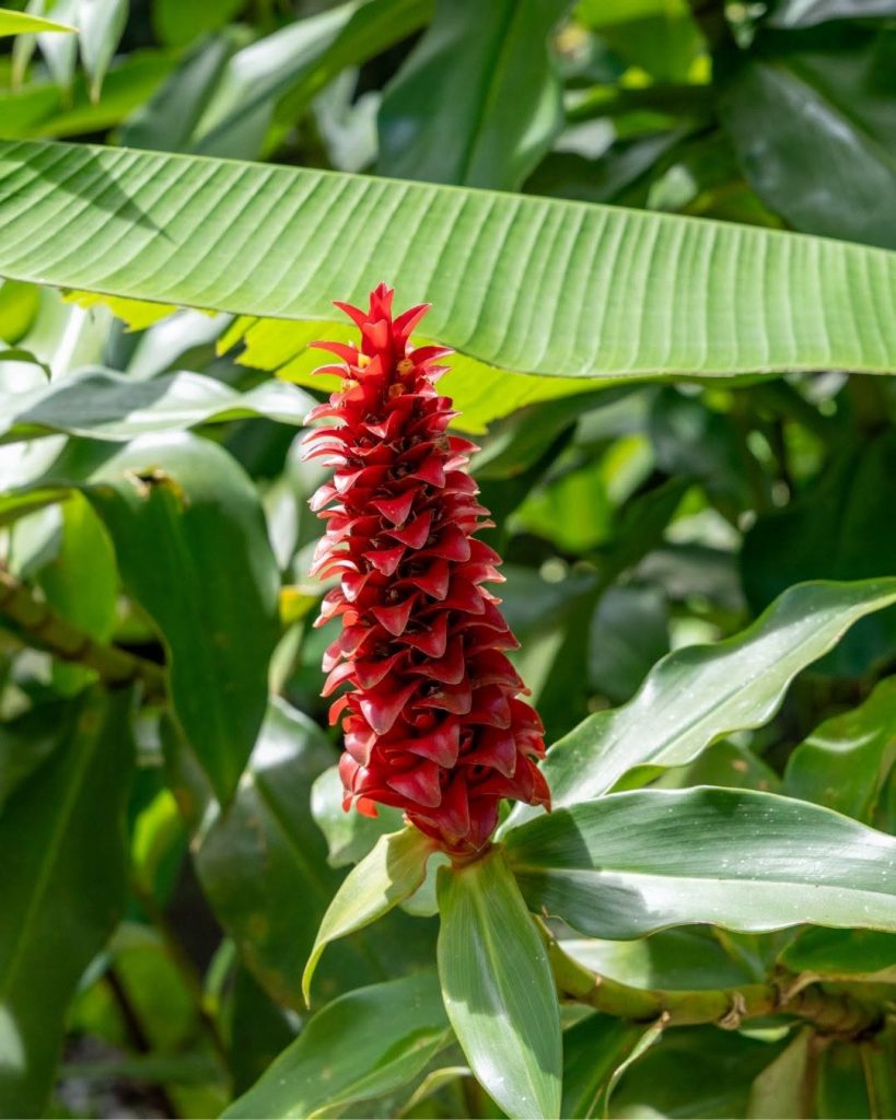 Comment visiter le Jardin de Balata en Martinique ? Découvrez les secrets de la canne d&rsquo;Inde, trésor floral d&rsquo;Outre-mer