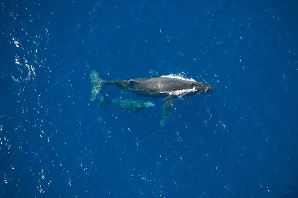 Éco-tourisme et observation des baleines à La Réunion : Qu&rsquo;est-ce que la Fèt Balèn de Globice Réunion nous réserve en Outre-mer ?