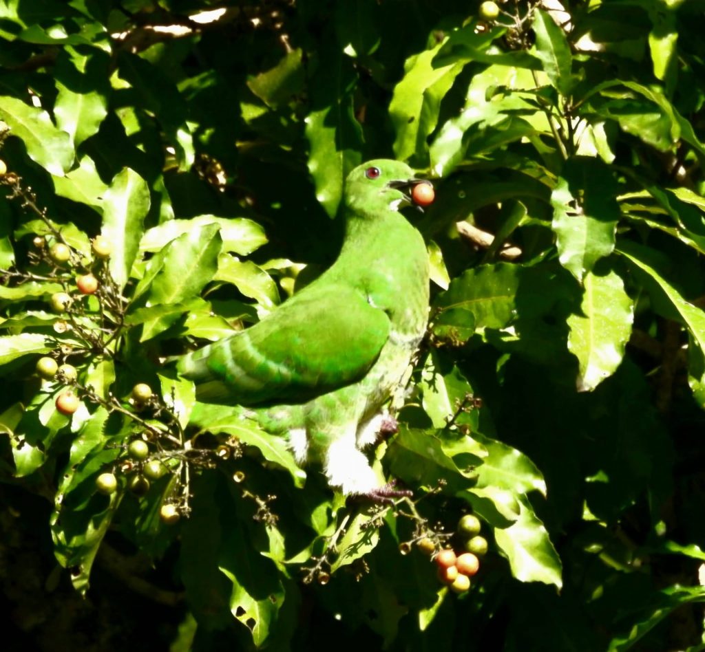 Écotourisme en Nouvelle-Calédonie : Comment observer le pigeon vert et préserver la biodiversité en Outre-mer avec la Société Calédonienne d&rsquo;Ornithologie ?