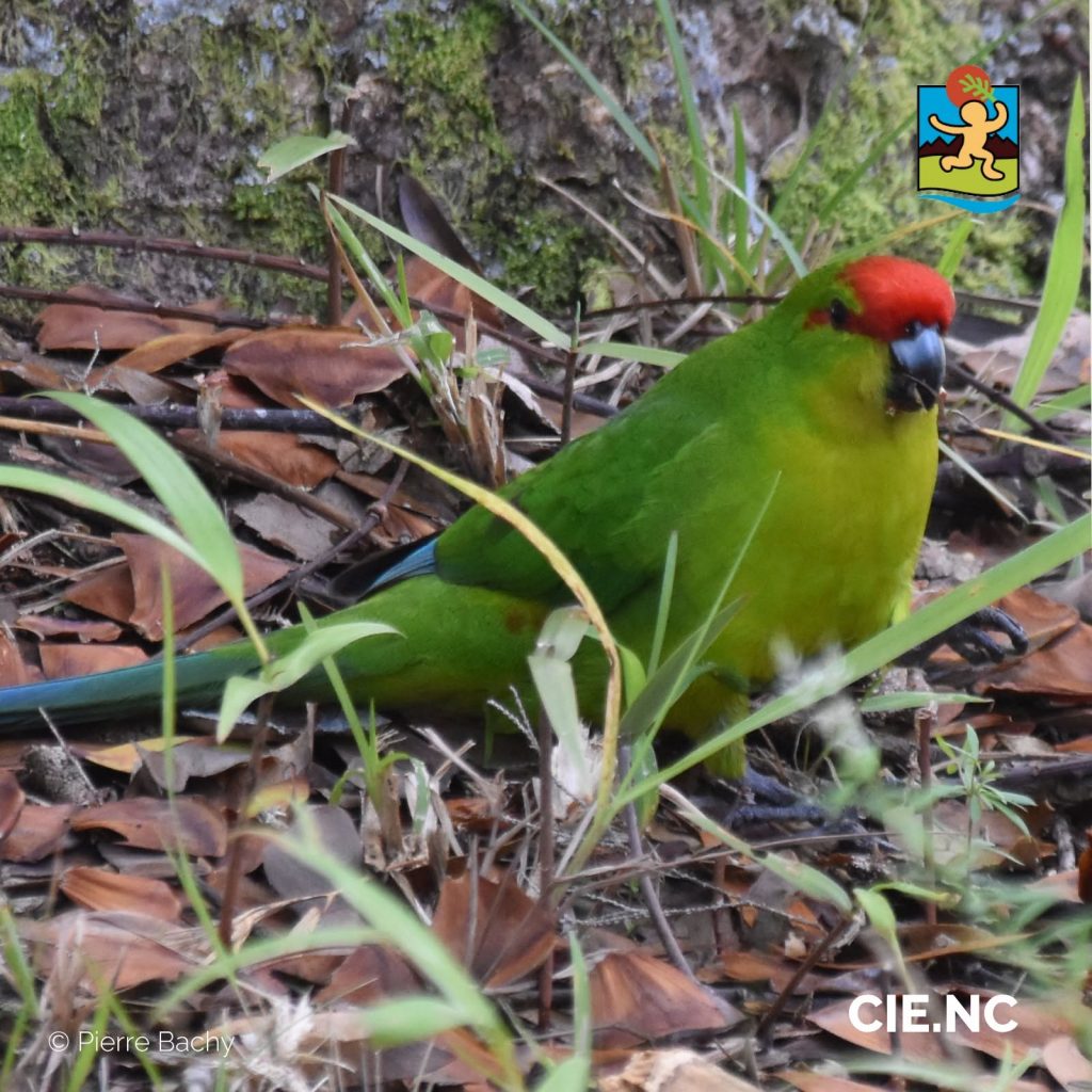 Comment observer les oiseaux à Ouénarou ? Le Centre d&rsquo;initiation à l&rsquo;environnement dévoile la biodiversité unique de la Nouvelle-Calédonie, perle d&rsquo;Outre-mer