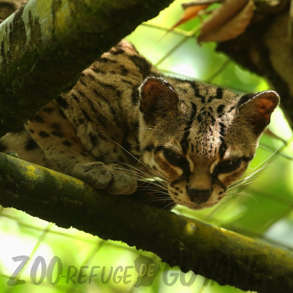 Quelle destination choisir pour observer les félins d&rsquo;Amazonie ? Le Zoo-refuge de Guyane dévoile sa surprise de l&rsquo;été en Outre-mer