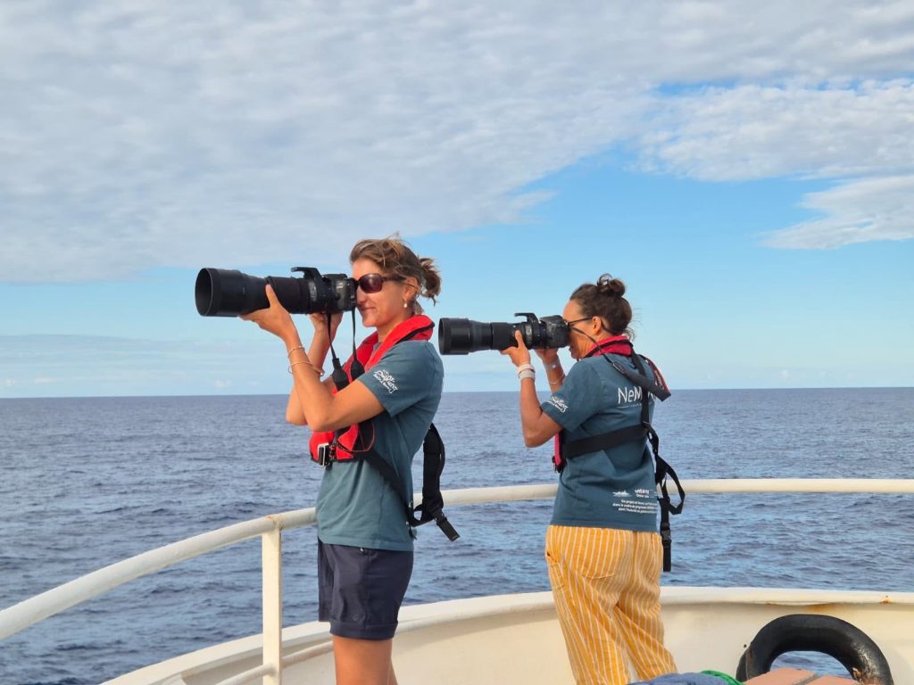 Comment observer les baleines et dauphins en Outre-mer ? L&rsquo;incroyable expédition scientifique de Globice Réunion dans l&rsquo;océan Indien