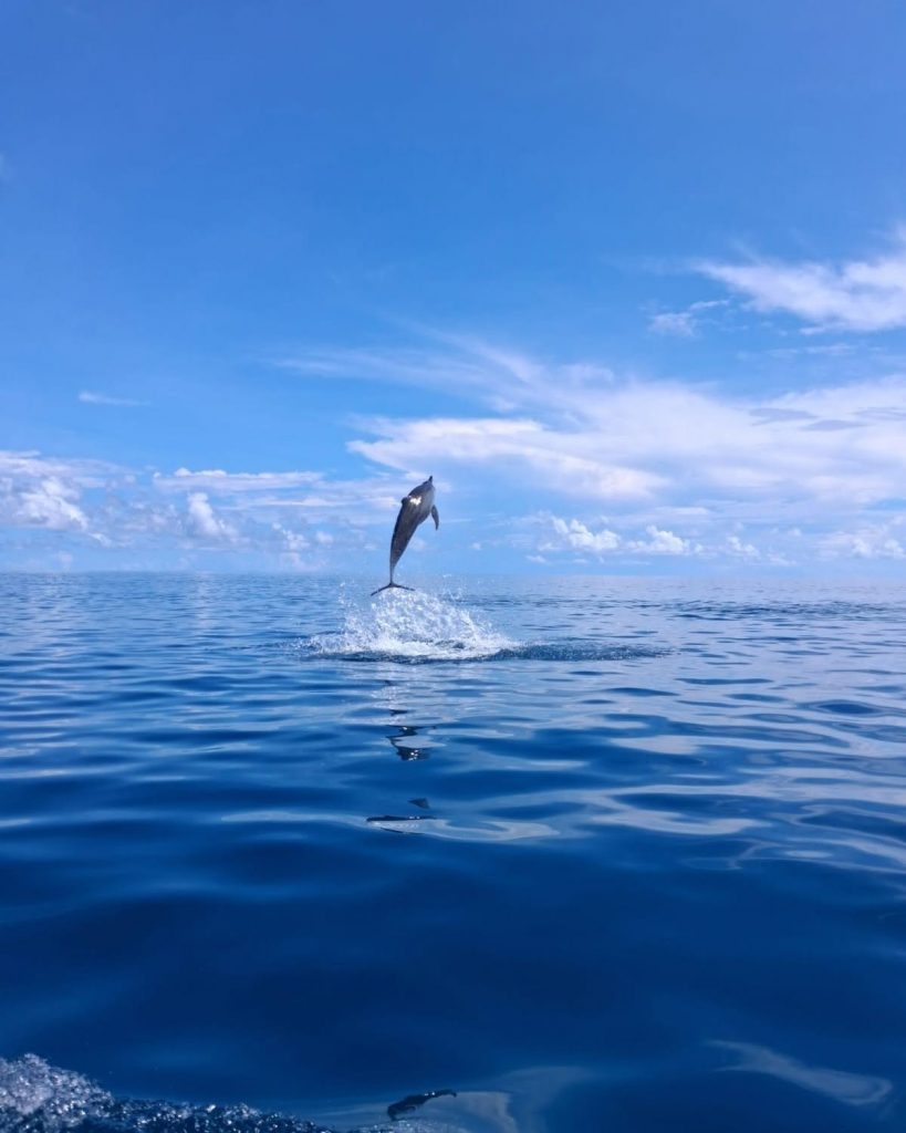 Où faire une excursion baleines et dauphins à Mayotte ? Embarquez ce dimanche 21 juin avec Cetamayotte pour une aventure magique en Outre-mer