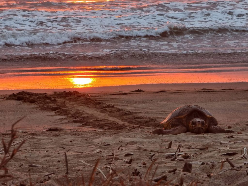 Où observer les bébés tortues en Nouvelle-Calédonie ? Découvrez le projet de nurserie écologique du WWF Antenne Nouvelle-Calédonie, une action phare en Outre-mer