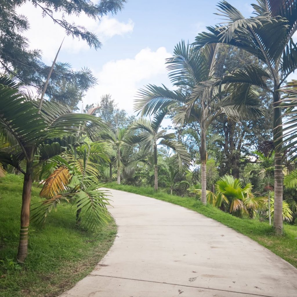 Otisud : Une randonnée palmée végétale au Parc des Palmiers booste le tourisme à La Réunion et en Outre-mer