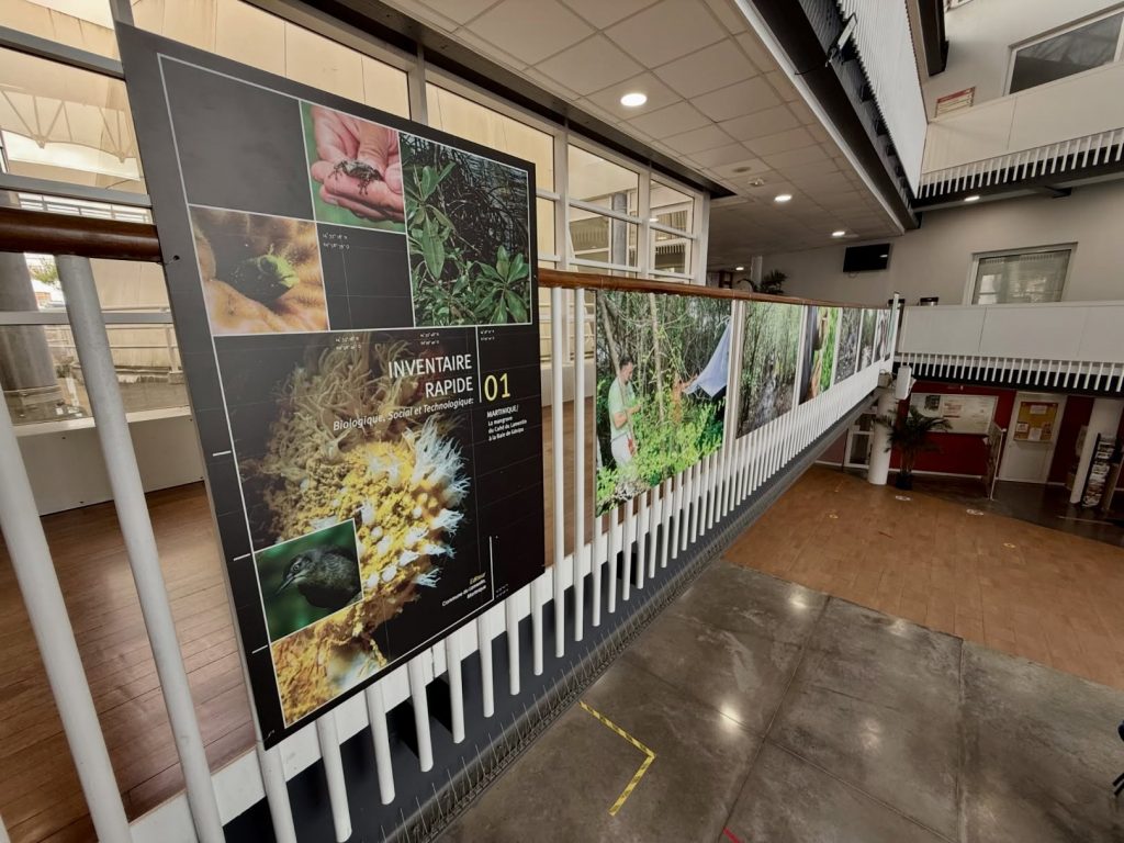 Exposition photo et écotourisme : découvrez la mangrove de la Ville du Lamentin en Martinique avec Outre-mer Tourisme