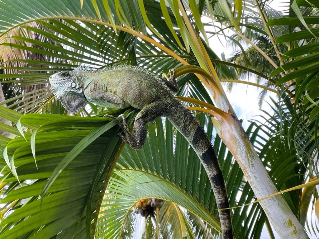 Où séjourner pour observer la faune sauvage ? Vivez une immersion nature à l&rsquo;Espace Harmonie / gîtes Deshaies en Guadeloupe, Outre-mer