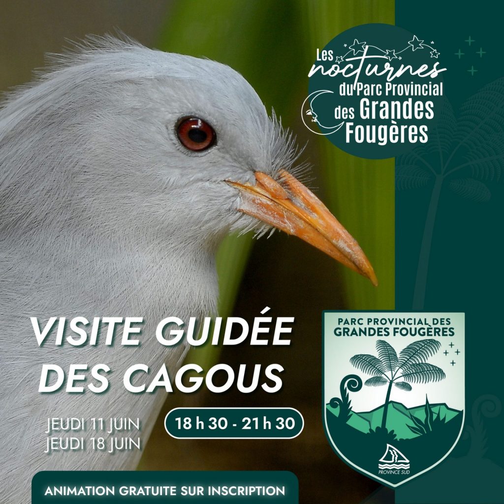 Visite guidée nocturne des cagous au Parc Provincial des Grandes Fougères : observez la faune sauvage en Nouvelle-Calédonie, l&rsquo;expérience nature unique de l’Outre-mer