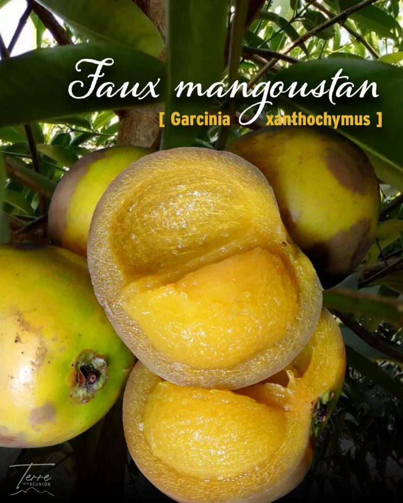 Quelle activité gourmande tester ? À la recherche des fruits rares sur la Terre de La Réunion en Outre-mer