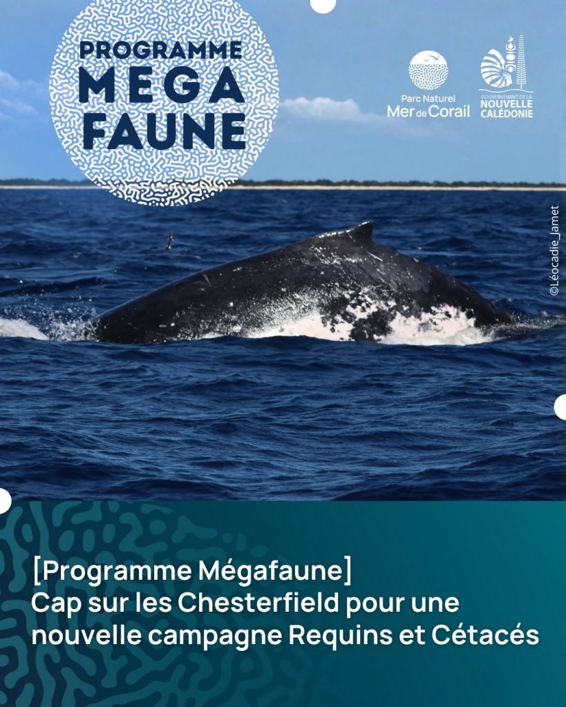 Comment la nouvelle mission scientifique dans le Parc naturel de la mer de Corail en Nouvelle-Calédonie préserve les trésors marins d&rsquo;Outre-mer ?