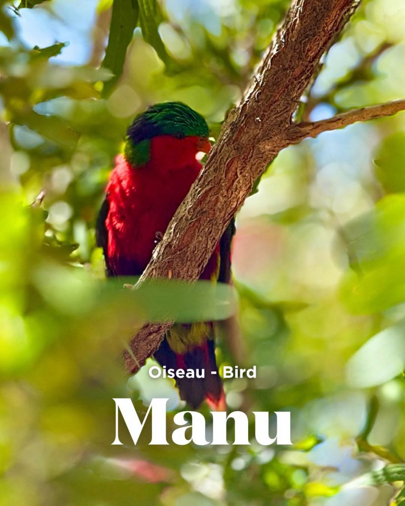Comment observer les oiseaux rares en Polynésie avec Air Tahiti Nui lors d&rsquo;un voyage sur mesure en Outre-mer ?