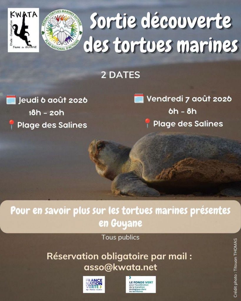 Comment vivre une observation magique des tortues en Outre-mer avec l&rsquo;Association KWATA en Guyane ?