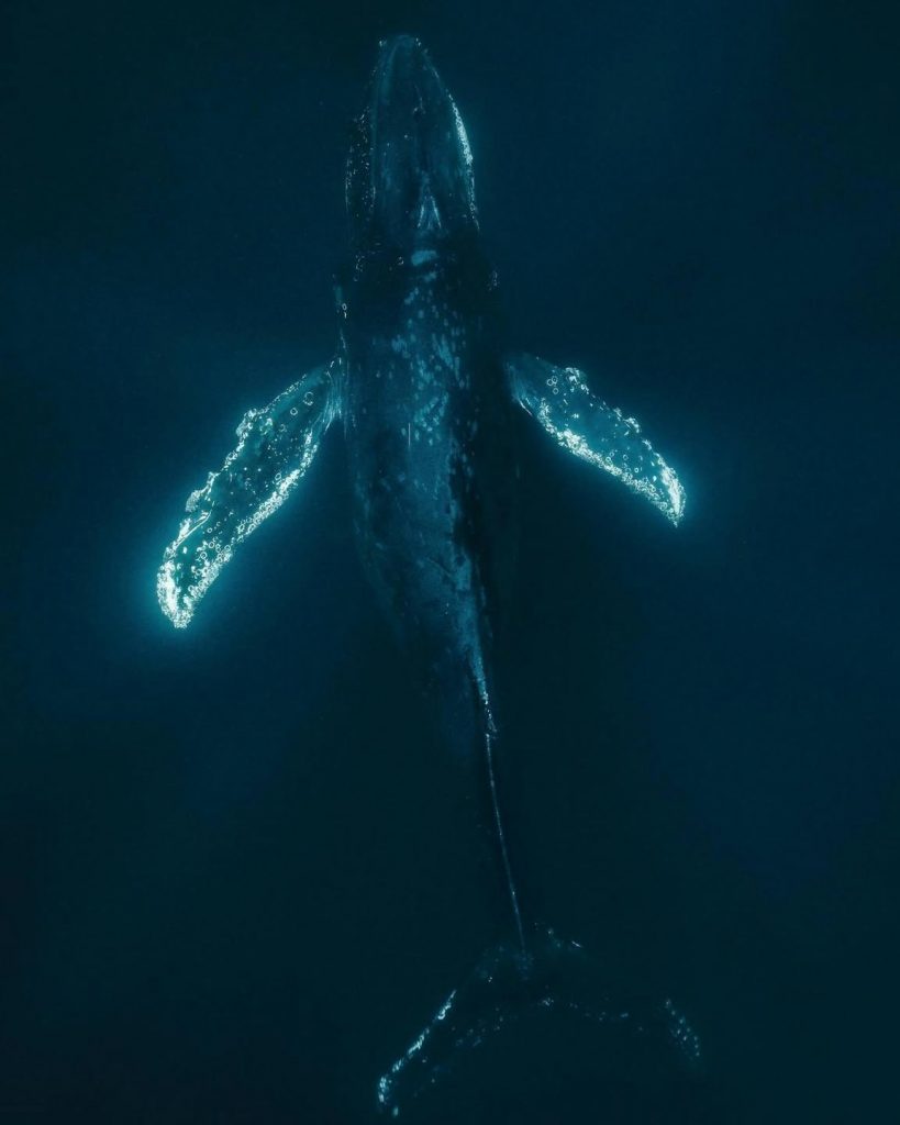 Où observer les baleines en Outre-mer ? Le guide responsable de Tahiti Tourisme en Polynésie