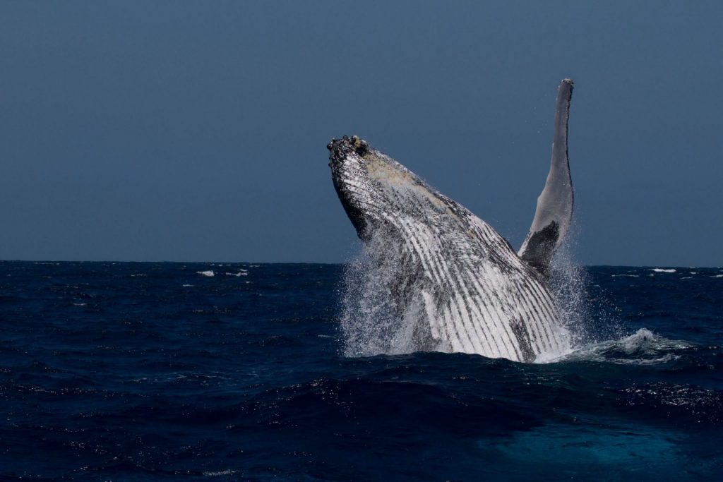 Où et comment observer les baleines à bosse dans le Parc naturel marin de Mayotte en Outre-mer ?