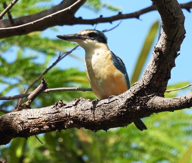 Où observer la faune sauvage en Nouvelle-Calédonie ? Guide ornithologique avec la Société Calédonienne d&rsquo;Ornithologie au cœur de l&rsquo;Outre-mer