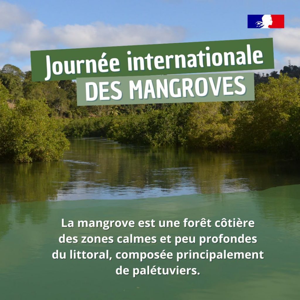 Où observer les mangroves de Mayotte ? Plongée au cœur du Parc naturel marin de Mayotte en Outre-mer