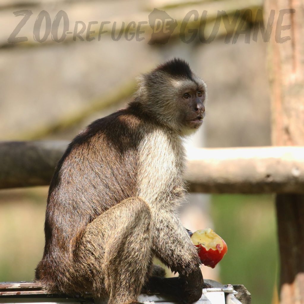 Pourquoi le Zoo-refuge de Guyane est l&rsquo;étape incontournable de vos vacances en Outre-mer ?