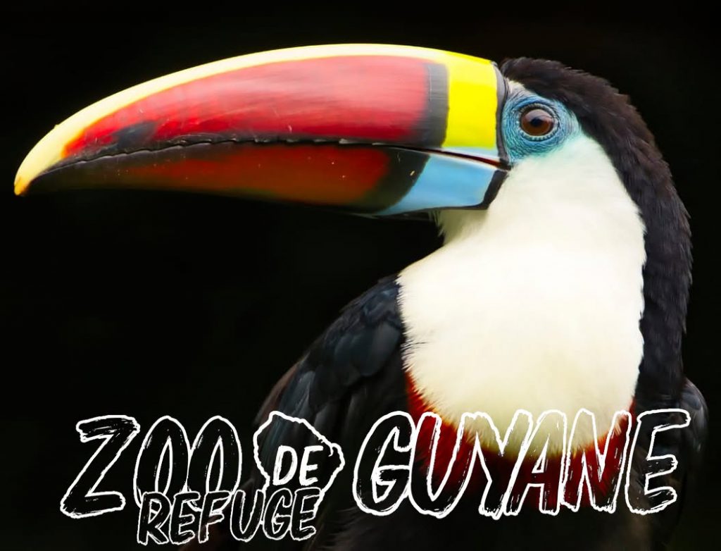 Pourquoi visiter le Zoo-refuge de Guyane pour vivre une rencontre unique en Outre-mer ?