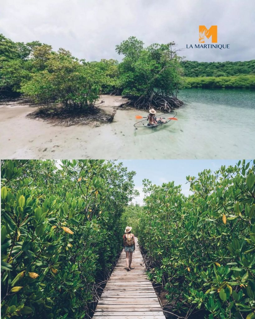 Pourquoi voyager en Martinique pour explorer la mangrove est l&rsquo;expérience nature incontournable en Outre-mer