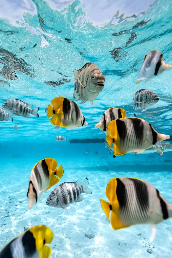 Plongée et Snorkeling en Polynésie : Comment Vivre un Rêve Éveillé à Bora Bora avec Tahiti Tourisme et l&rsquo;Outre-mer ?