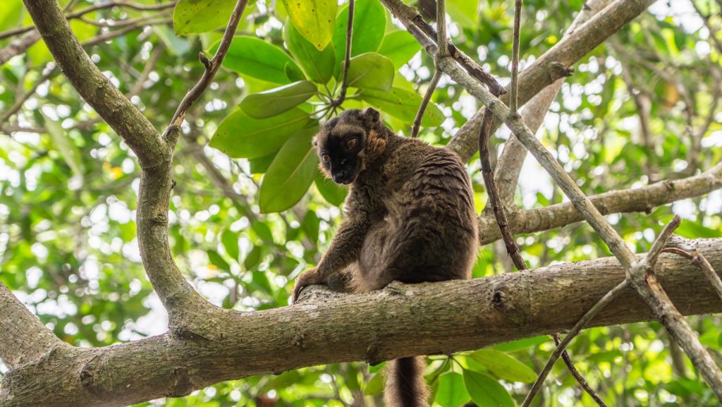 Tourisme Mayotte : Où observer le maki, ce lémurien star de l’Outre-mer ?