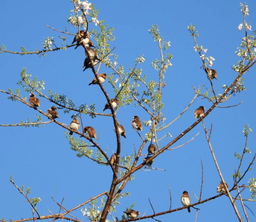 Comment observer les oiseaux d&rsquo;Outre-mer : À la découverte du Capucin donacole et du Bengali bec bleu en Nouvelle-Calédonie