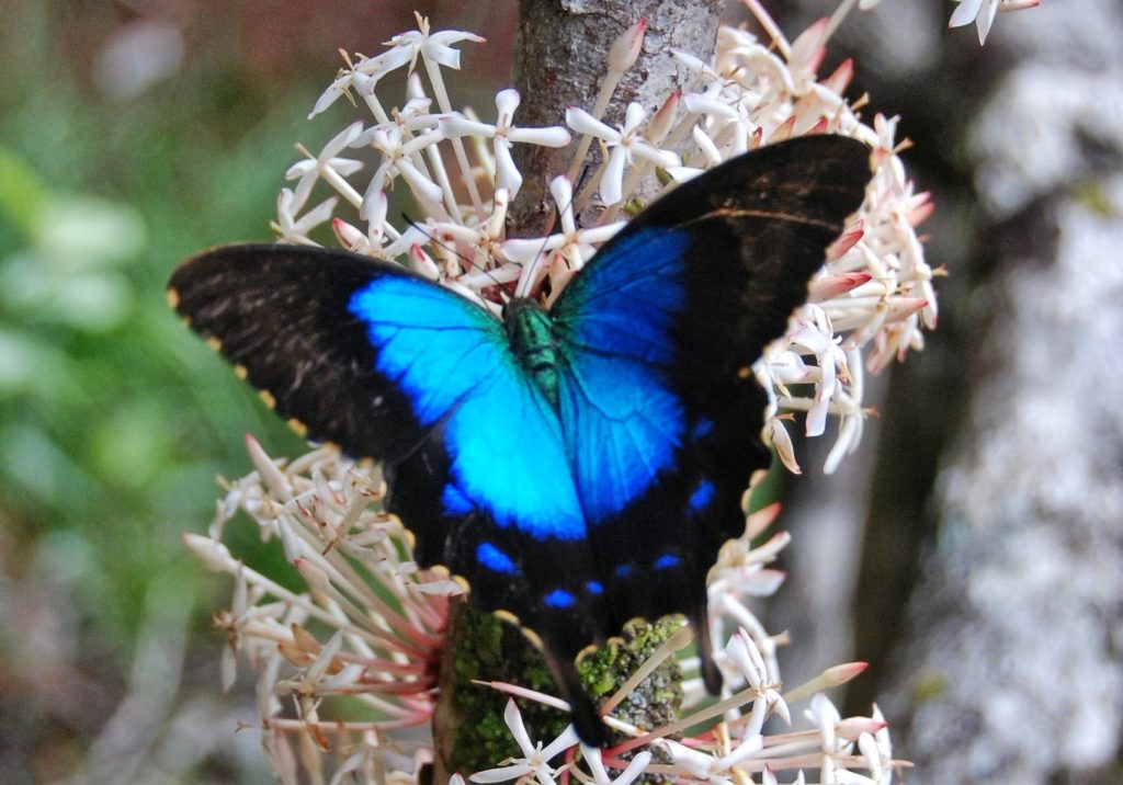 Comment Observer le Papillon Bleu au Parc de la Rivière Bleue en Nouvelle-Calédonie