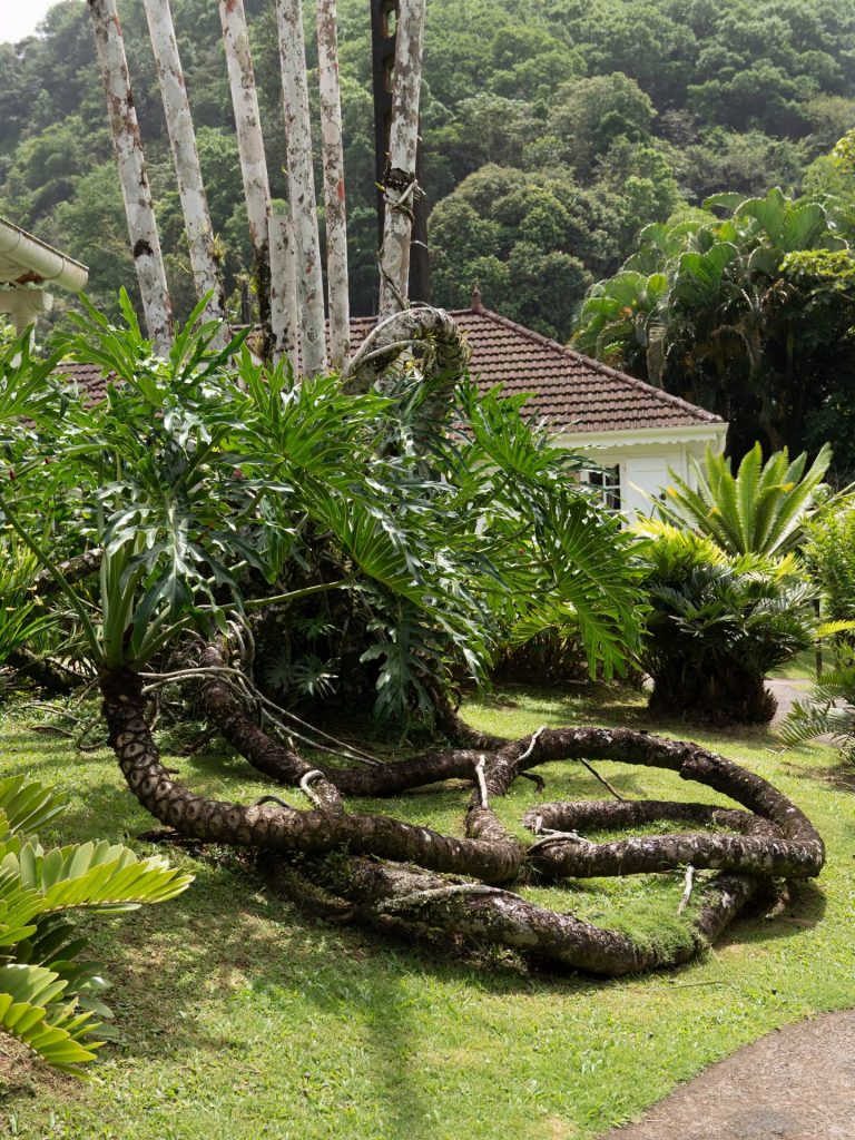 Tourisme botanique et éco-nature en Outre-mer : Comment explorer la flore tropicale au Jardin de Balata en Martinique ?