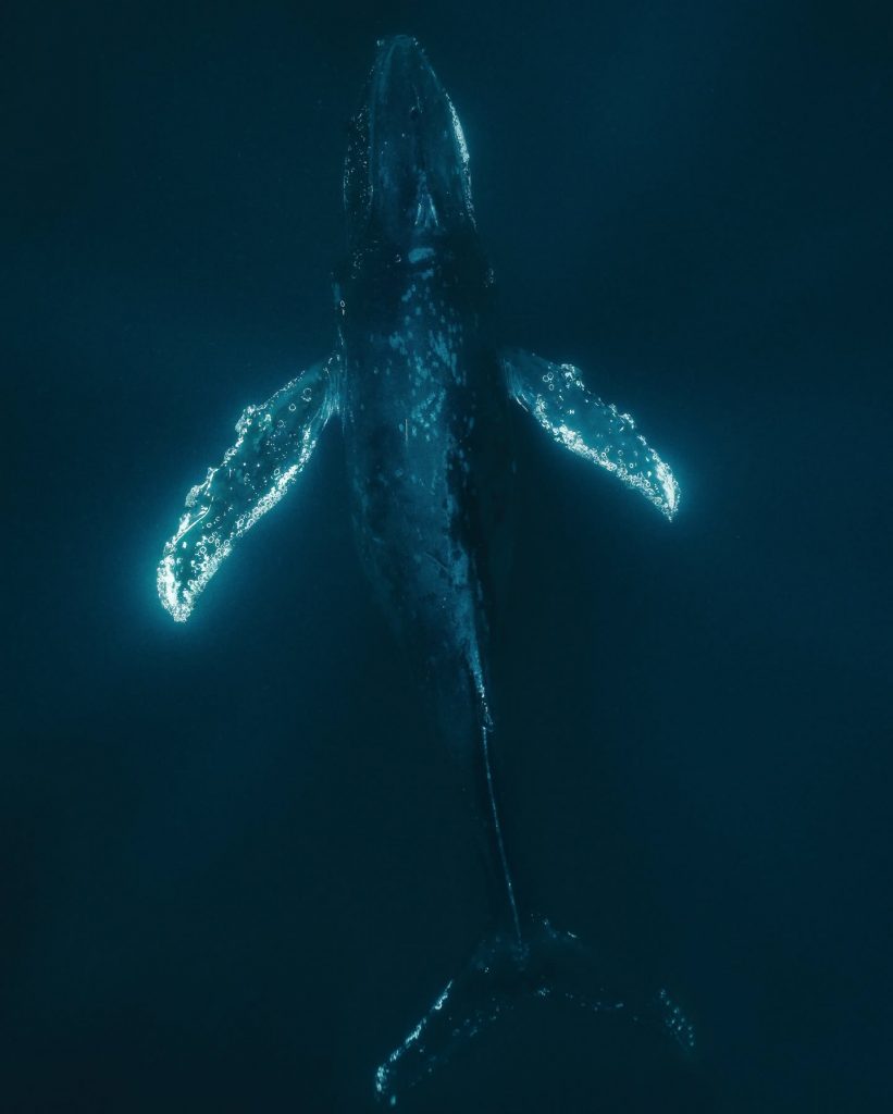 Comment nager avec les baleines en Polynésie : préparez votre safari aquatique magique avec Tahiti Tourisme en Outre-mer