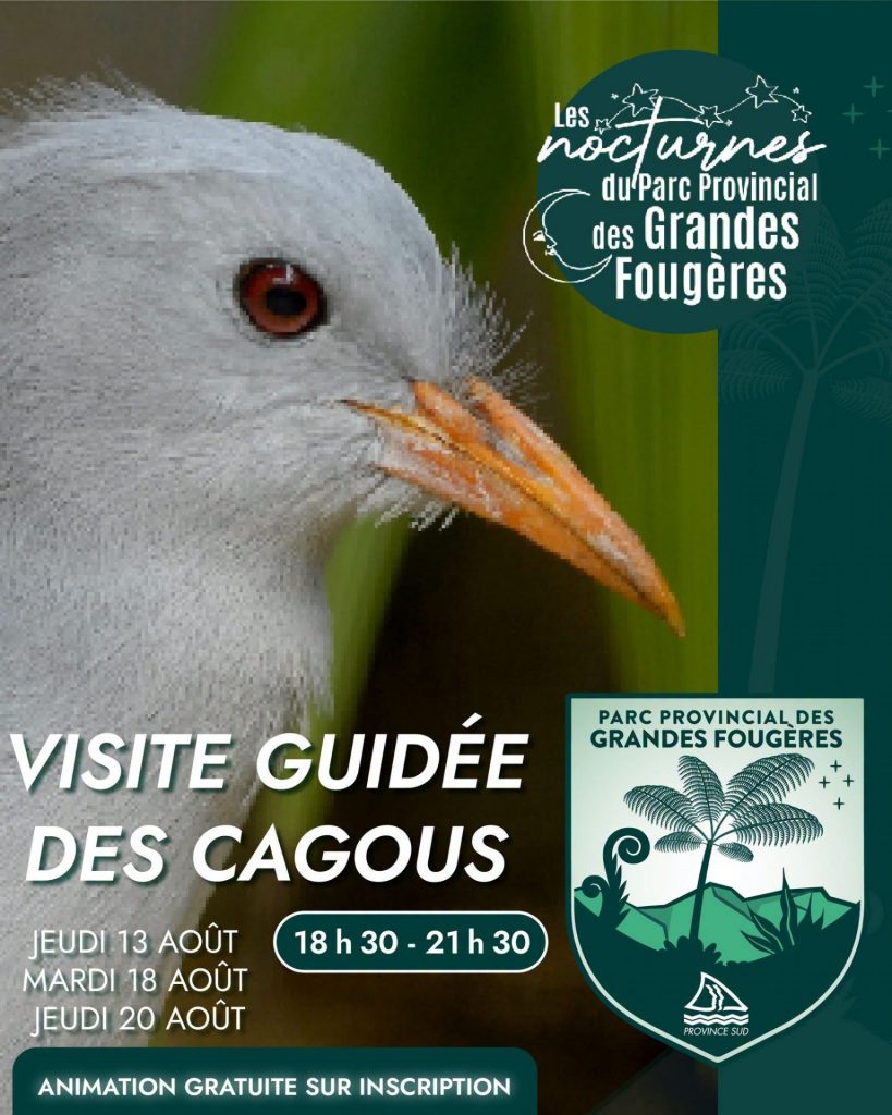 Comment observer le cagou de nuit au Parc des Grandes Fougères en Nouvelle-Calédonie ?