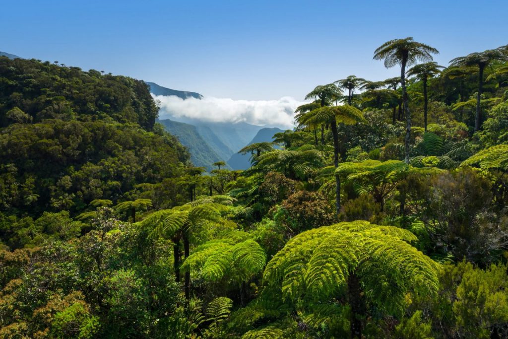 Randonnée à la forêt de Bélouve : Comment s&rsquo;évader au cœur du patrimoine naturel de La Réunion