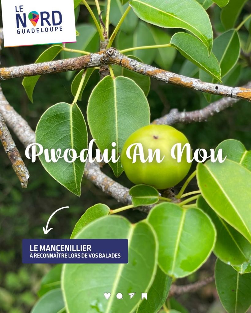 Écotourisme en Guadeloupe : Pourquoi cet arbre mystérieux est le gardien des plages en Outre-mer ?